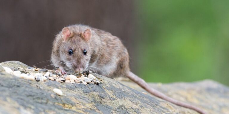 Ratten verzichten auf eine Belohnung, um Artgenossen zu verschonen