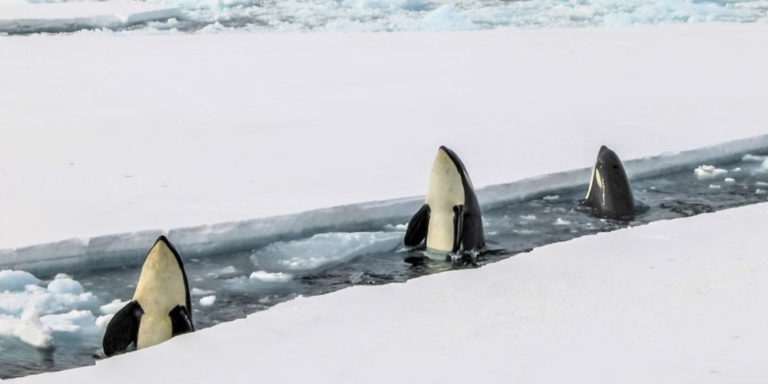 Einflussreiche Feinde: Orcas treiben Grönlandwale unters Eis
