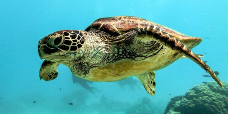 Meeresschildkröten legen eine falsche Spur für Nesträuber