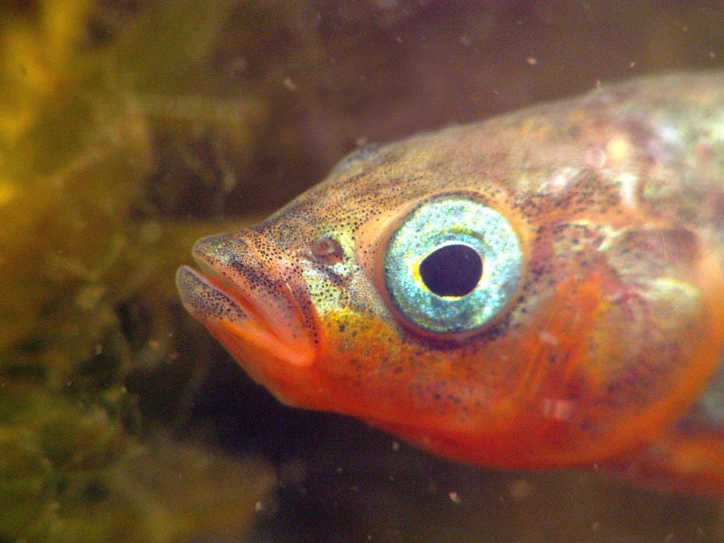 Kontakt mit Männchen beeinflusst die Persönlichkeit weiblicher Fische