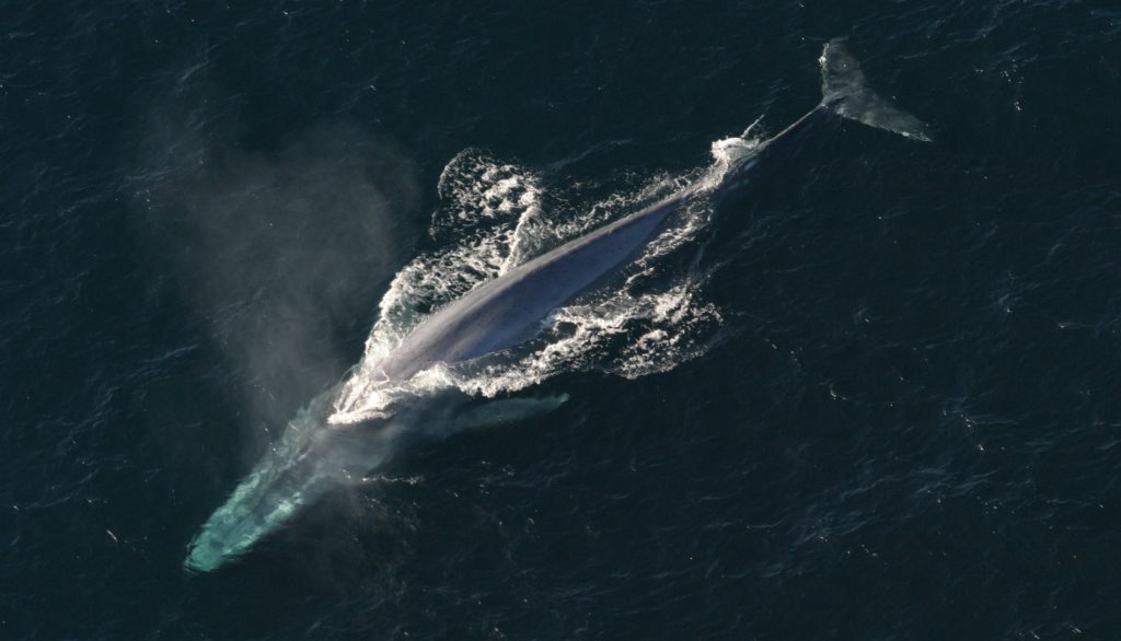 Blauwale verlassen sich bei ihren Wanderungen auf die Wassertemperatur