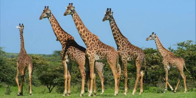 Giraffen in der Nähe von menschlichen Siedlungen haben schwächere soziale Verbindungen