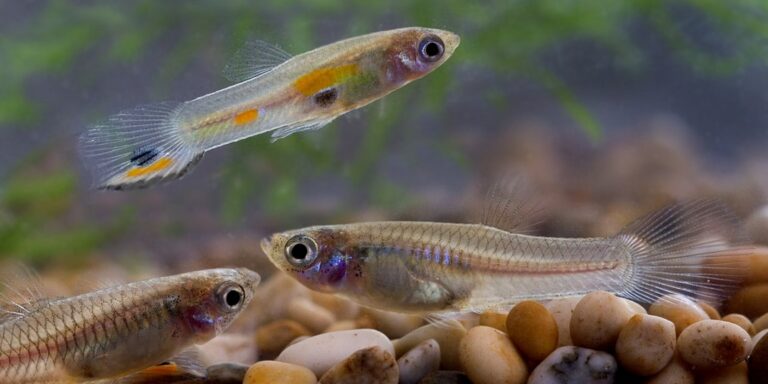 Trickreiche Fische: Guppys ändern ihre Augenfarbe, um Feinden zu entkommen