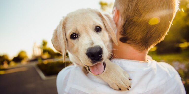 Feinfühlige Begleiter: Bei Begegnungen mit Fremden orientieren sich Hunde am Verhalten ihrer Bezugsperson
