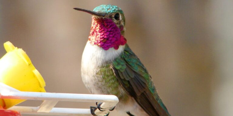 Alles so schön bunt hier: Ein Kolibri sieht Farben, die uns verborgen bleiben