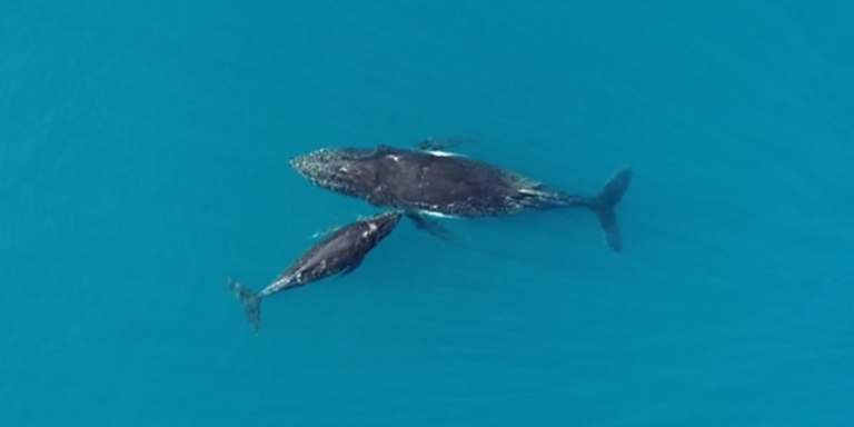 Whale Watching: Laute Boote stören Wale