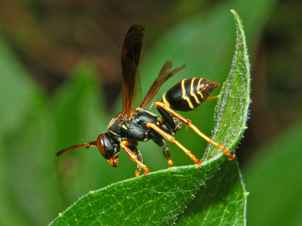 Wespen lernen durch die Beobachtung von Kämpfen
