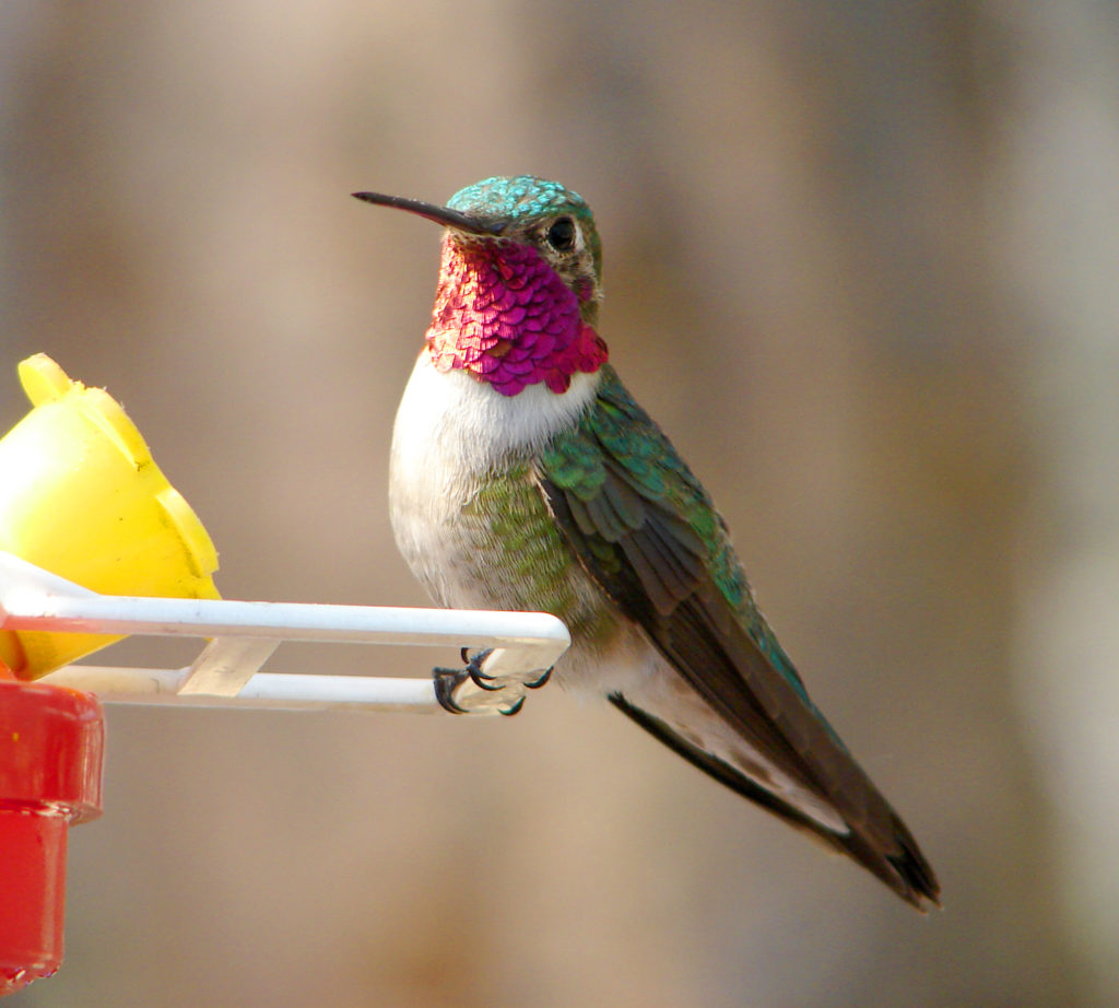 Kolibris sehen mehrere nicht-spektrale Farben