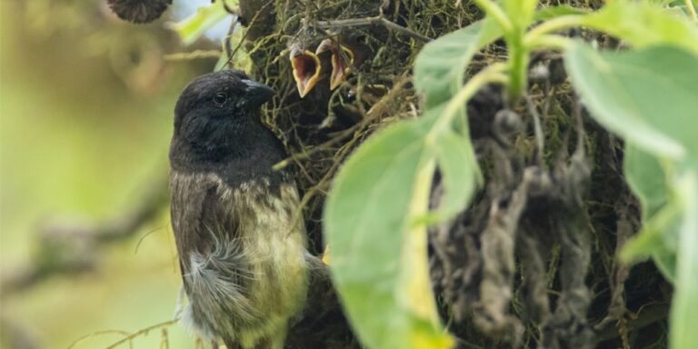 Altersvorteil: Unter widrigen Bedingungen haben ältere Darwinfinken-Männchen größeren Bruterfolg