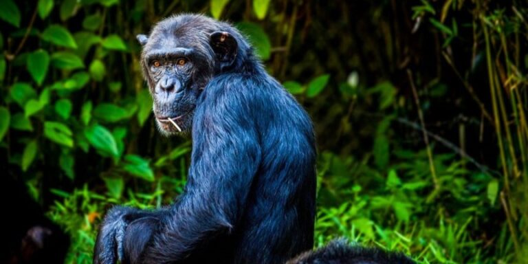 Manche mögen’s kühl: Schimpansen nutzen Höhlen als Schutz vor starker Hitze