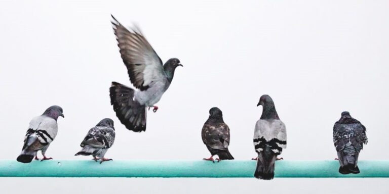 Die Masse macht’s: Zusätzliches Gewicht lässt männliche Tauben in der Rangordnung aufsteigen