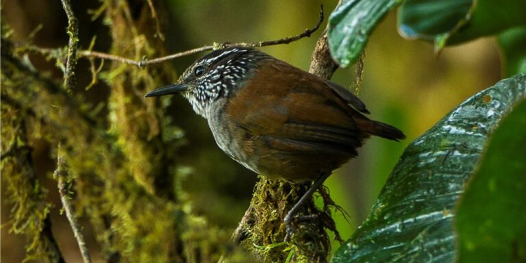 Langlebige Tropenvögel verzichten bei Dürre auf die Fortpflanzung – und scheinen so ihre Überlebenschancen zu verbessern