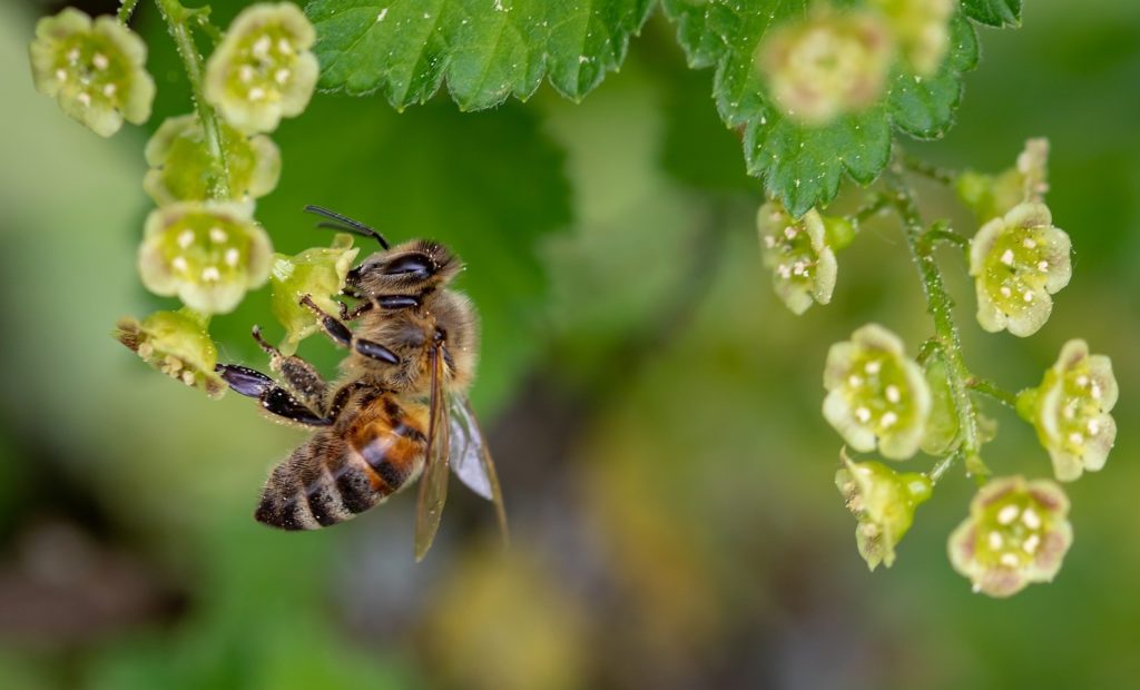Honigbienen können Nektor sowohl auflecken als auch einsaugen