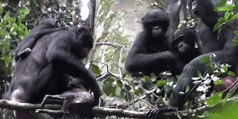 Unterschiedliche Beutevorlieben bei benachbarten Bonobogruppen