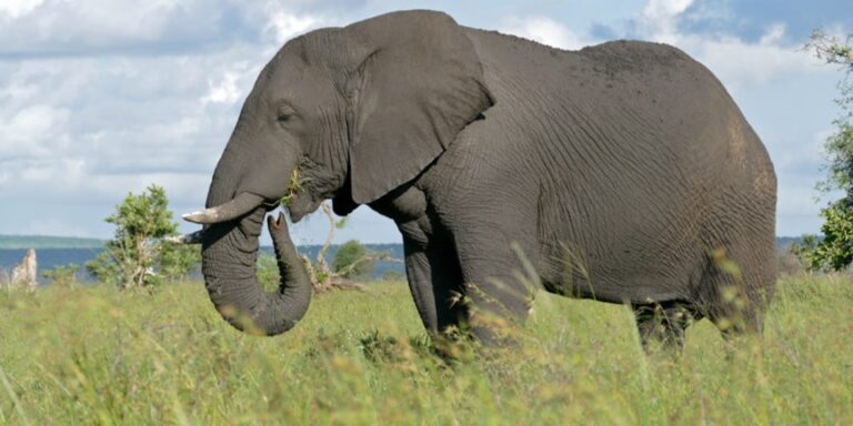 „Alte graue Männer“ nicht überflüssig: Erfahrene Elefantenbullen führen Wanderungen an