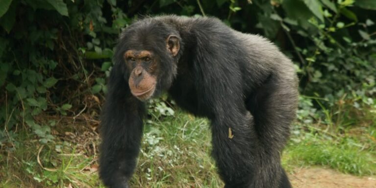 Verlieren männliche Schimpansen ihre Mutter vor der Pubertät, haben sie weniger Nachkommen