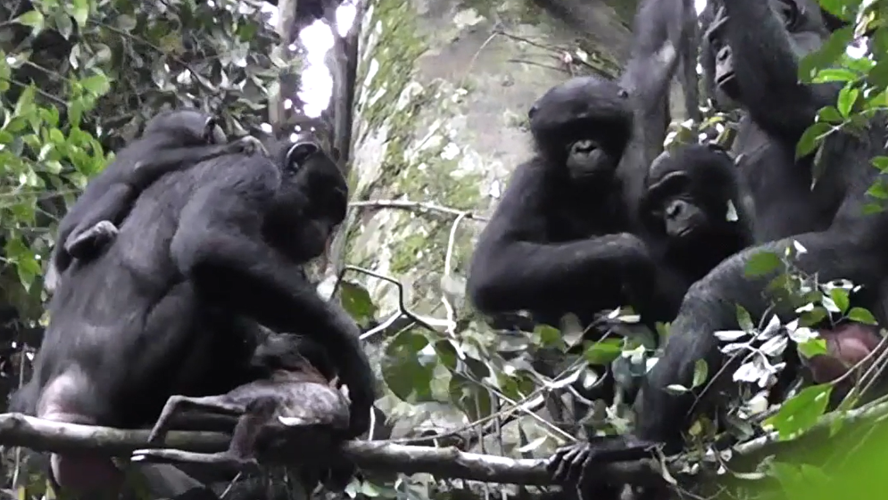 Bonobos haben eine Ducker-Antilope erbeutet.