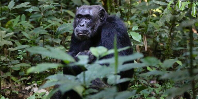 Alte Schimpansen sind häufiger allein, haben aber besonders enge soziale Beziehungen
