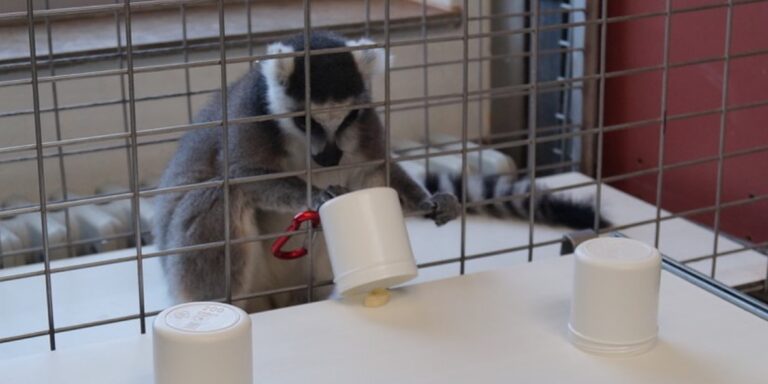 Lemuren: Clever trotz kleiner Gehirne