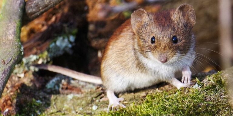 Mäusemännchen verstopfen nach der Paarung die Vagina – und bremsen so die Spermien der Konkurrenz aus