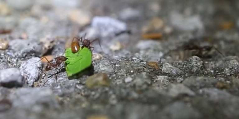 Schaben nutzen Ameisen als Transportmittel – und steigen auf ihrer Reise sogar um