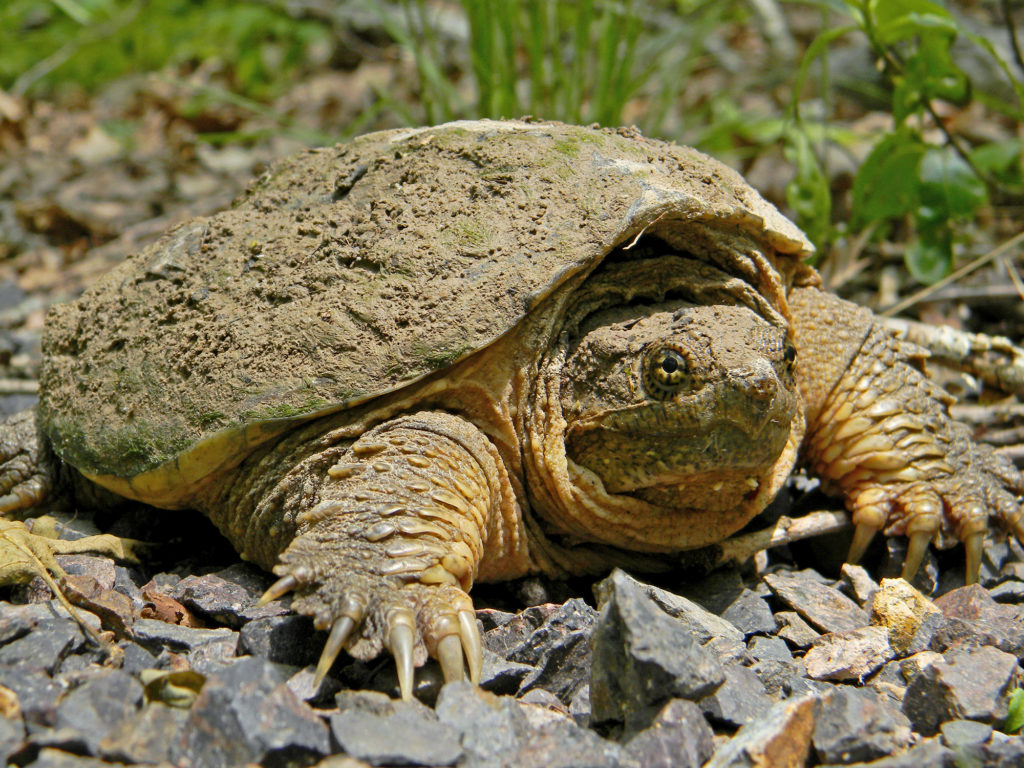Schnappschildkröten machen von Tunneln aus Jagd auf Heringe