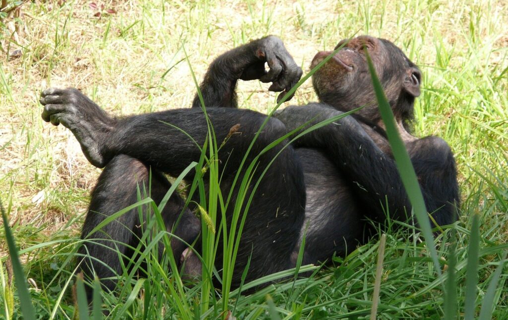Schimpansen navigieren geschickt durch unwegsames Gelände