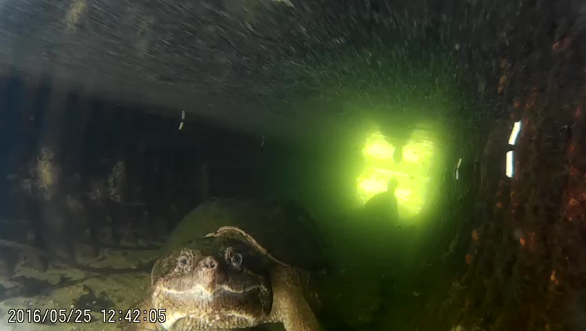 Eine fotogene Schnappschildkröte