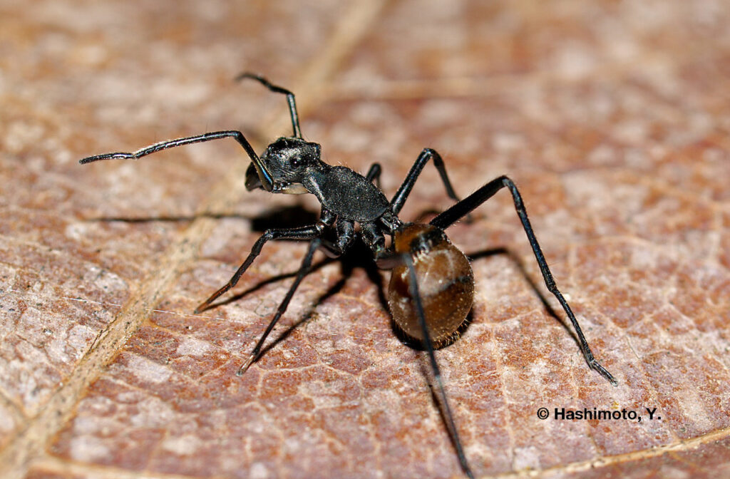 Springspinnen der Gattung Myrmarachne tarnen sich als Ameisen