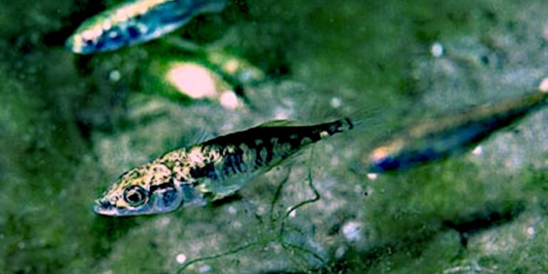 Der Bandwurm der anderen: Infizierte Fische hemmen Fluchtreaktion gesunder Artgenossen