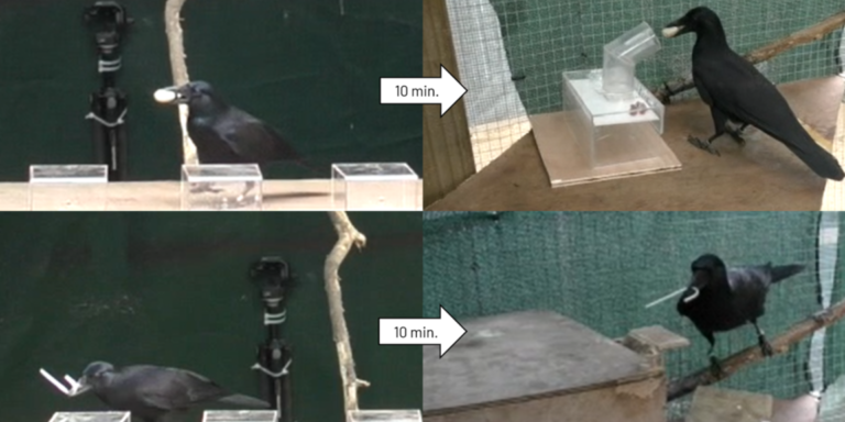 Vorausschauende Vögel: Geradschnabelkrähen planen zukünftigen Werkzeuggebrauch