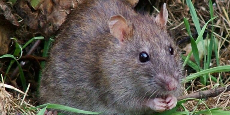 Ratten können Hilfsbereitschaft riechen