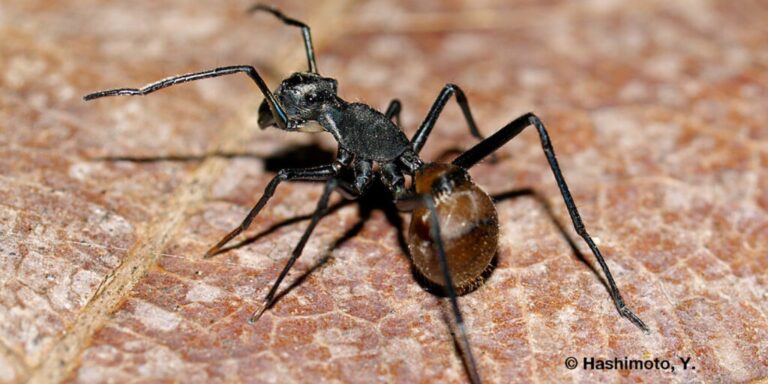 Keine großen Sprünge: Tarnung als Ameise verringert Sprungkraft von Springspinnen