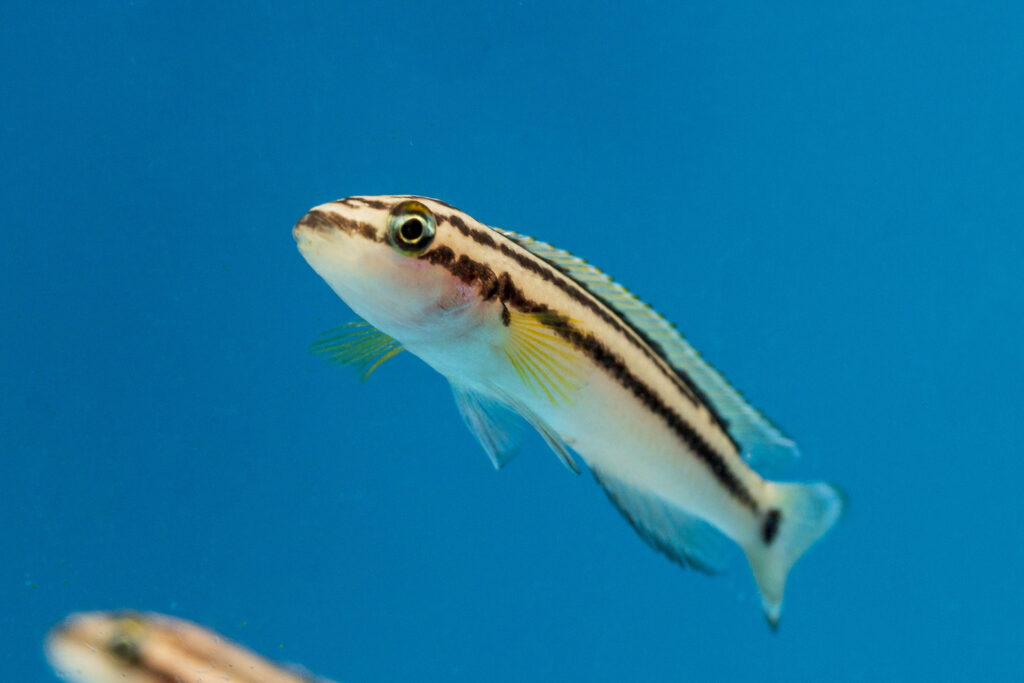 Leben ausschließlich im Tanganjikasee: Buntbarsche der Art Julidochromis ornatus