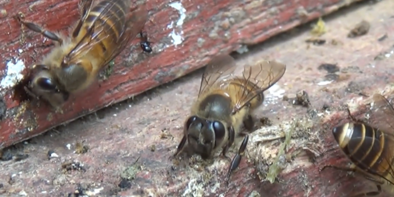 Honigbienen bekleben ihre Nester zum Schutz vor Hornissen mit Tierkot