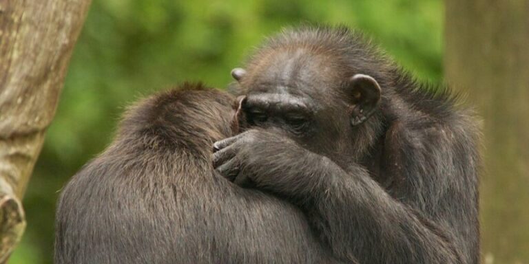 Manche Schimpansenmännchen pflegen auch als junge Erwachsene engen Kontakt zu ihren Müttern