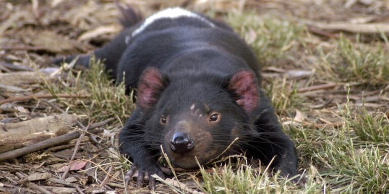 Arme Teufel: Ansteckende Tumorerkrankung beeinträchtigt Sozialleben tasmanischer Raubbeutler