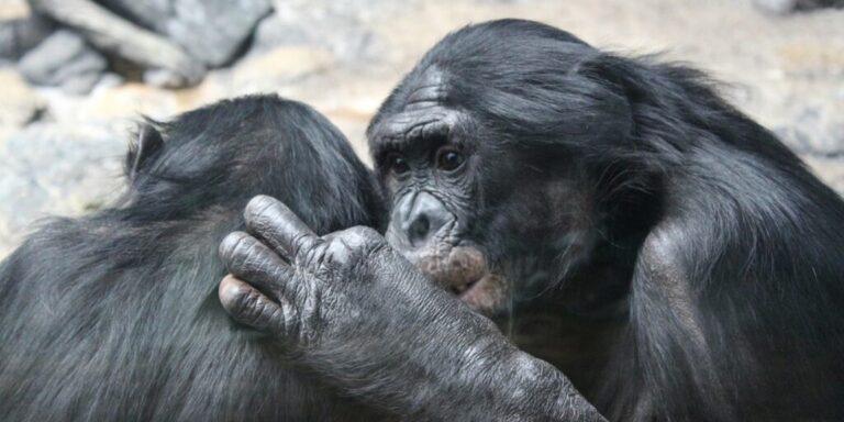Kennen Bonobos soziale Verpflichtungen?
