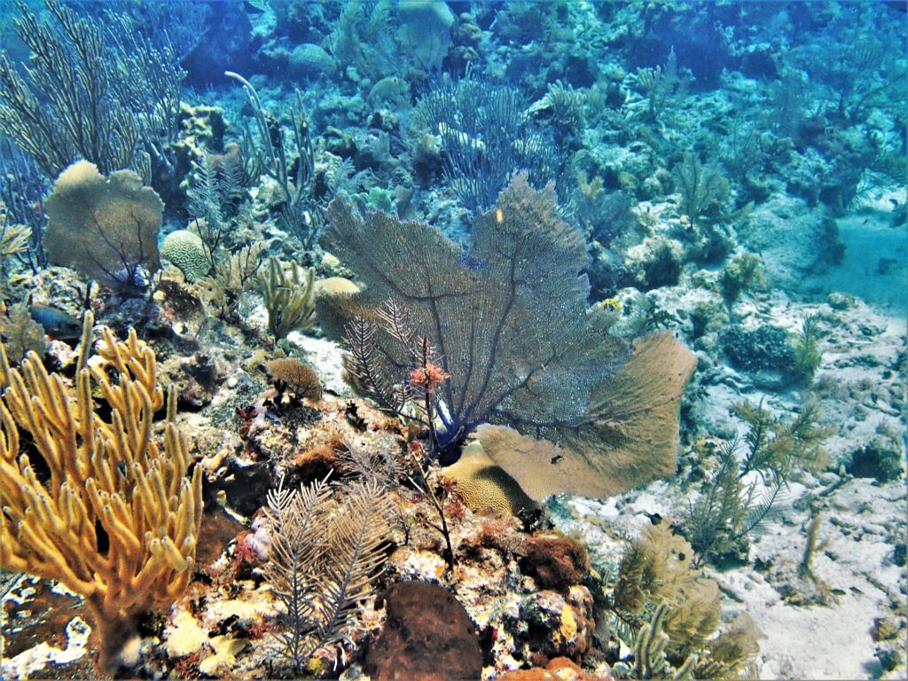 Korallen in der Karibik