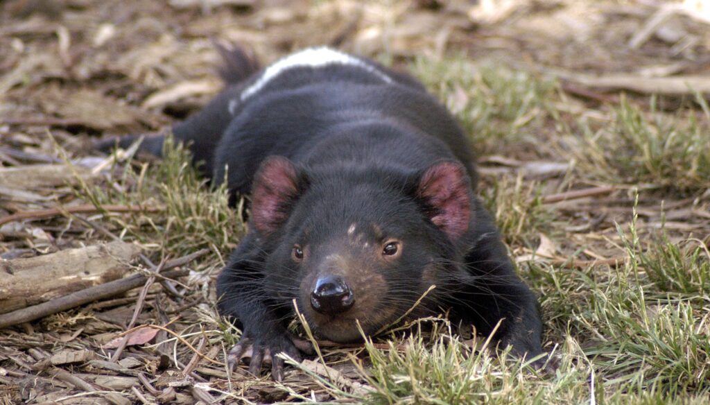Tasmanische Teufel gehören zur Familie der Raubbeutler