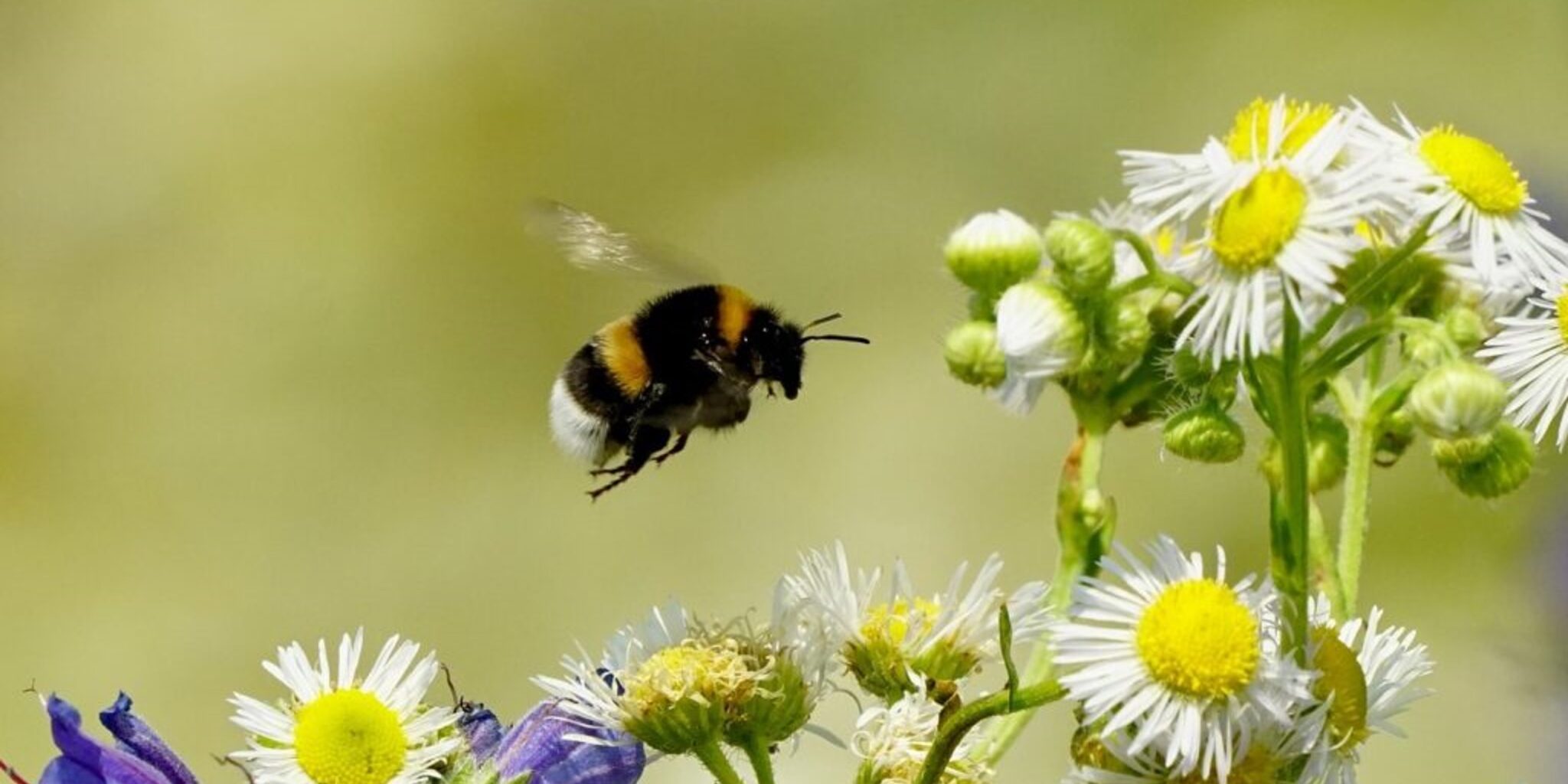 Hummeln beachten beim Hindernisflug die Ausmaße ihres Körpers