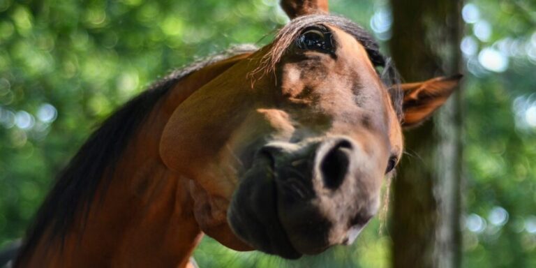 Neugierige Pferde lernen schneller