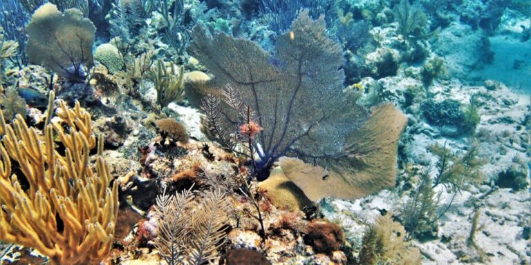 Seetang fressende Krabben als mögliche Rettung für karibische Korallenriffe
