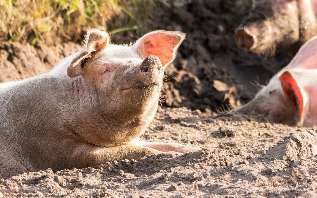 Das Ergebnis der Studie: Auch bei Schweinen ist Gähnen ansteckend.