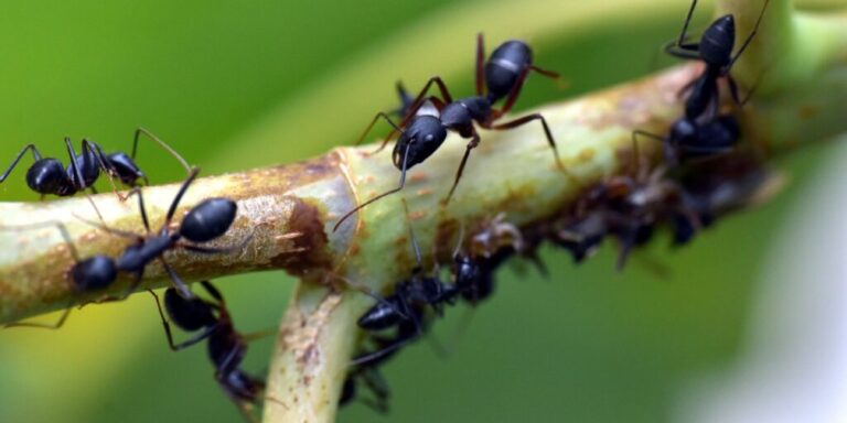 Werkzeuggebrauch bei Insekten: Ameisen bauen Sandbrücken zum Transport flüssiger Nahrung