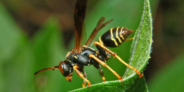 Wenn zwei sich streiten: Wespen lernen aus den Konflikten anderer
