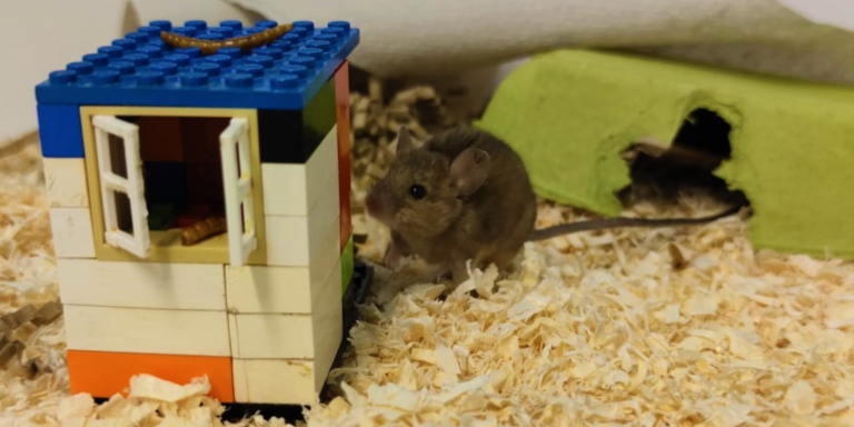 Macht das Leben in Menschennähe Mäuse cleverer?