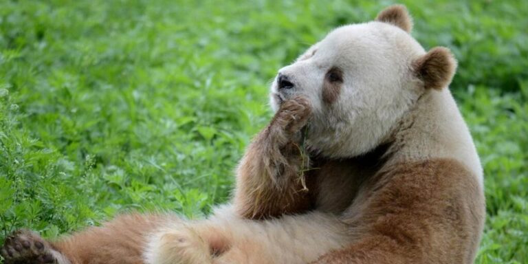 Große Pandas wälzen sich in Pferdemist – und sind dadurch weniger kälteempfindlich