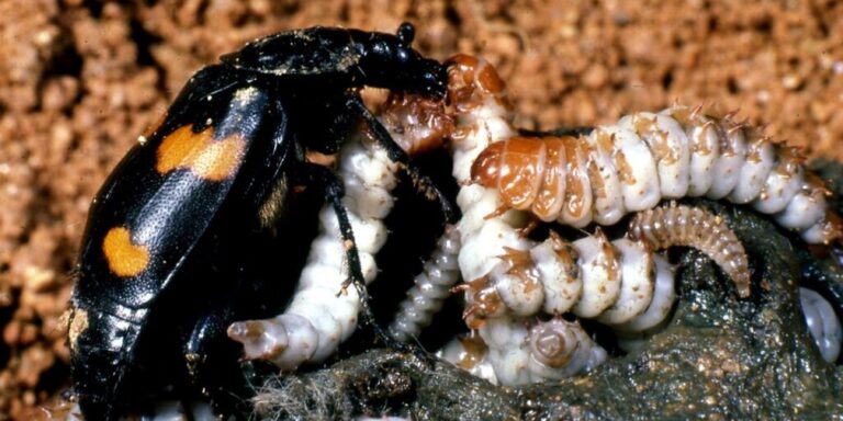 Trickreiche Käfer: Totengräber manipulieren den Geruch von Kadavern – und halten so die Konkurrenz auf Abstand