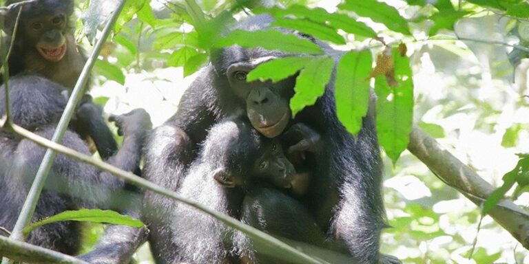 Weibliche Bonobos adoptieren Jungtiere aus fremden Gruppen
